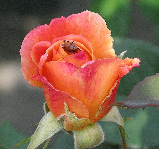  photo 6StrikeItRichatfarmsuuplygrandifloraIMG_0644640wide_zps49152ba4.jpg